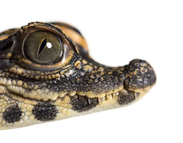 Dwerg krokodil tegen witte achtergrond — Stockfoto