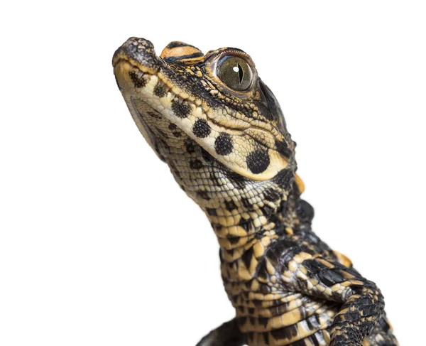 Dvärg krokodil mot vit bakgrund — Stockfoto