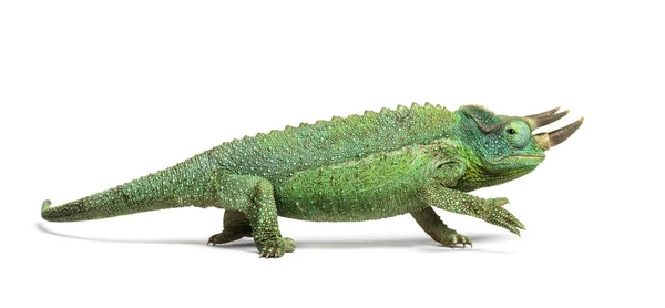 Side view of a Jackson's horned chameleon walking — Stock Photo, Image