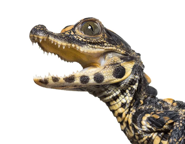 Карликовый крокодил на белом фоне — стоковое фото