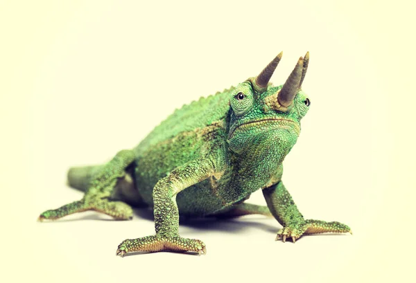 Front view of Jackson's horned chameleon — Stock Photo, Image