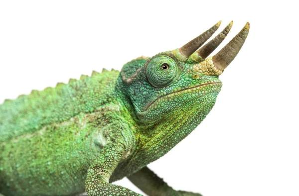 Vista lateral de un camaleón con cuernos de Jackson caminando — Foto de Stock
