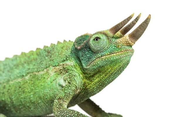 Side view of a Jackson's horned chameleon walking — Stock Photo, Image