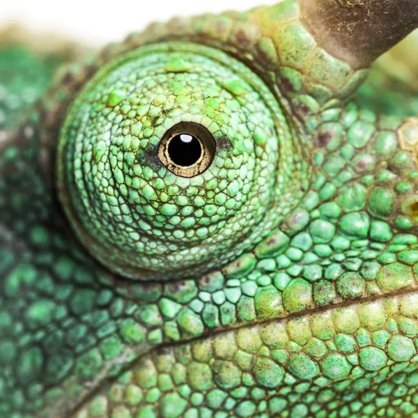 Eye close-up on a Jackson's horned chameleon — Stock Photo, Image