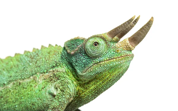Vista lateral de un camaleón con cuernos de Jackson caminando —  Fotos de Stock