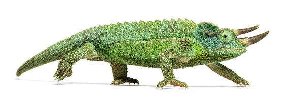 Side view of a Jackson's horned chameleon walking