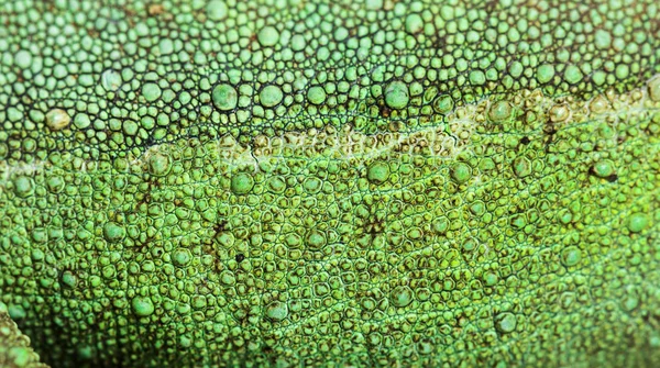 Skin Close-up em um camaleão com chifres de Jackson — Fotografia de Stock