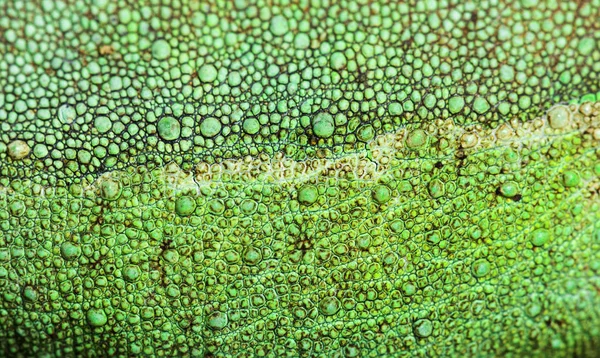 Skin Close-up on a Jackson's horned chameleon — Stock Photo, Image