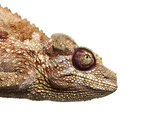 Pantern kameleont, Furcifer pardalis framför vit — Stockfoto