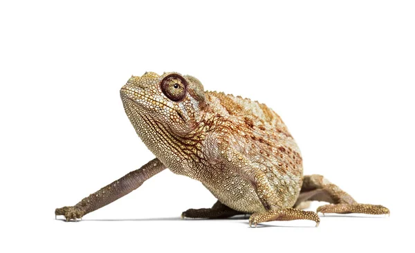Panther chameleon, Furcifer pardalis in front of white — Stock Photo, Image