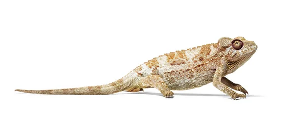 Camaleón pantera, Furcifer pardalis delante de blanco — Foto de Stock