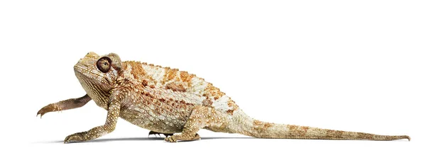 Panther chameleon, Furcifer pardalis in front of white — Stock Photo, Image