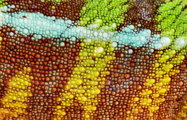 Pele de camaleão de Pantera, Furcifer pardalis, em close-up agains — Fotografia de Stock