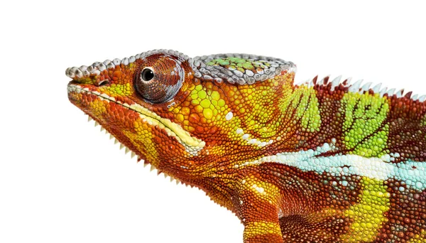 Camaleón pantera, Furcifer pardalis, delante de blanco — Foto de Stock