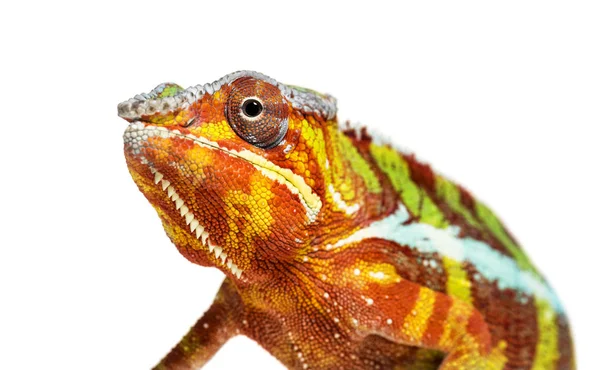 Camaleón pantera, Furcifer pardalis, delante de blanco — Foto de Stock