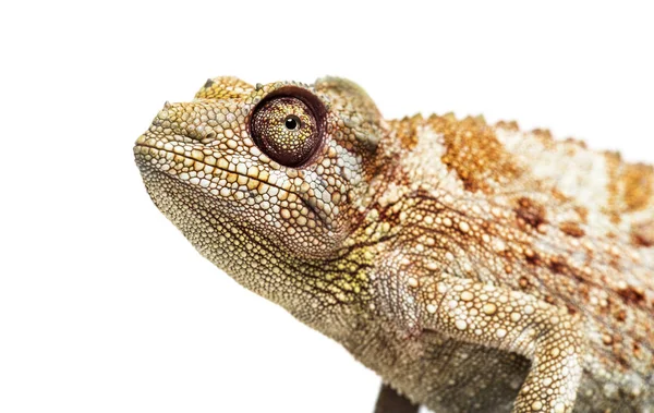 Pantern kameleont, Furcifer pardalis framför vit — Stockfoto