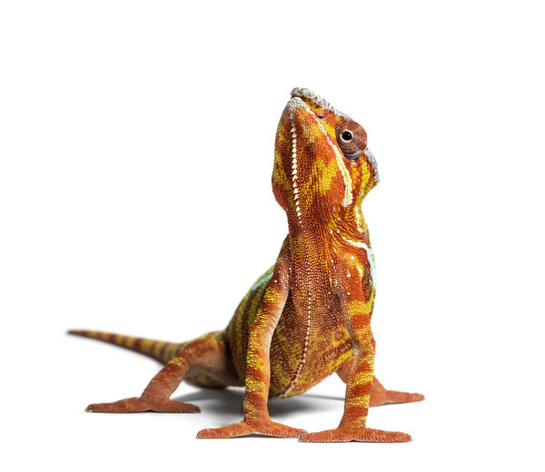 Panther chameleon, Furcifer pardalis, in front of white