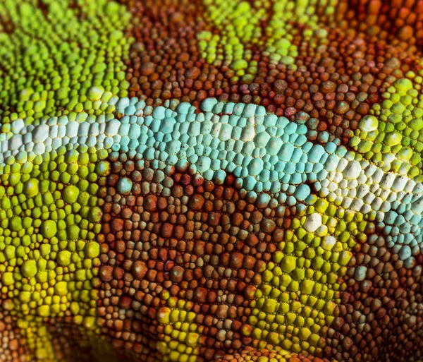 Panter bukalemun, Furcifer Pardalis, yakın yukarı — Stok fotoğraf