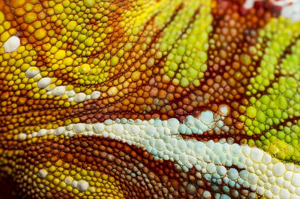 Pantern Chameleon, Furcifer pardalis, i närbild — Stockfoto
