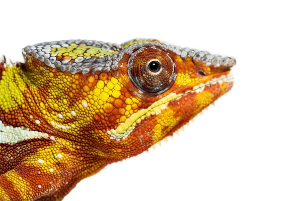 Head of Panther chameleon, Furcifer pardalis looking at camera — Stock Photo, Image