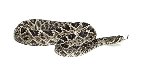 Västra Diamondback Rattlesnake eller Texas diamant-tillbaka framför o — Stockfoto