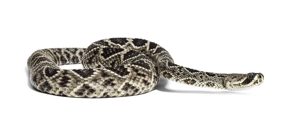 Western Diamondback Rattlesnake of Texas Diamond-terug in de voorkant o — Stockfoto