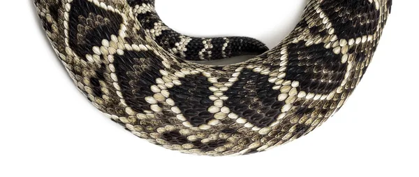 Serpente a sonagli diamondback occidentale o Texas diamante-back di fronte o — Foto Stock