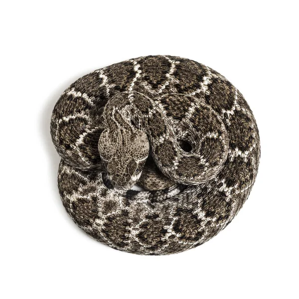 Western Diamondback Rattlesnake of Texas Diamond-terug in de voorkant o — Stockfoto