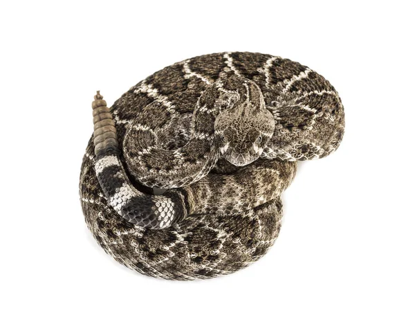 Västra Diamondback Rattlesnake eller Texas diamant-tillbaka framför o — Stockfoto