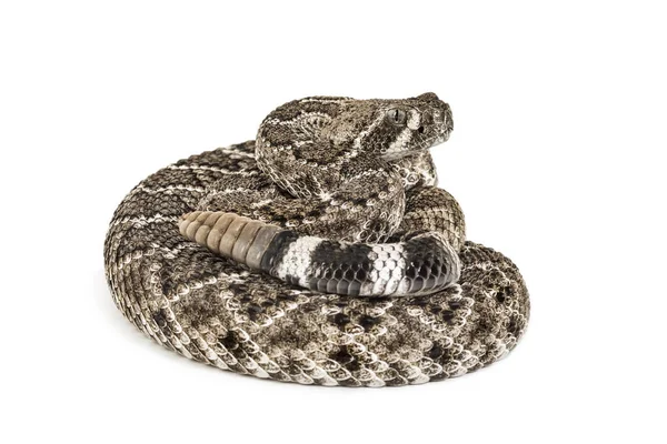 Västra Diamondback Rattlesnake eller Texas diamant-tillbaka framför o — Stockfoto