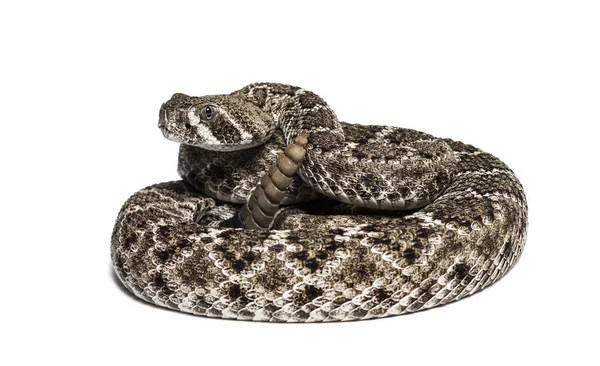 Serpente a sonagli diamondback occidentale o Texas diamante-back di fronte o — Foto Stock