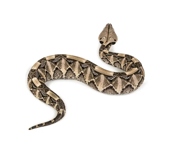 Bitis gabonica, Gaboon viper, Bitis gabonica, è una specie di vipera — Foto Stock