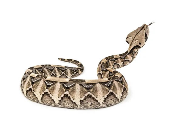 Bitis gabonica, Viper Gaboon, Bitis gabonica, jest specie Viper — Zdjęcie stockowe