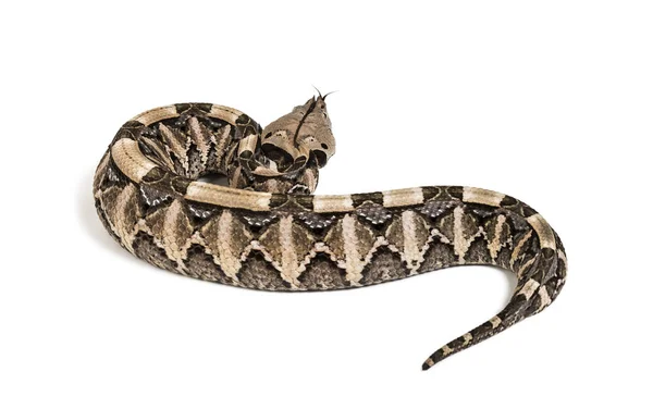 Bitis gabonica, Gaboon viper, Bitis gabonica, è una specie di vipera — Foto Stock