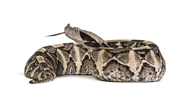 Bitis gabonica, gaboon zmije, Bitis gabonica, je zmije — Stock fotografie