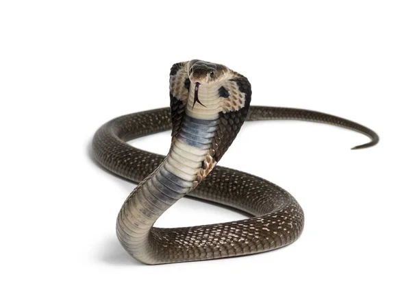 Rei cobra, Ophiophagus hannah, serpente venenosa contra branco — Fotografia de Stock