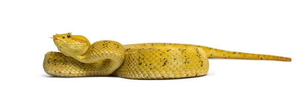 Змея с ресницами, гадюка перед белым — стоковое фото