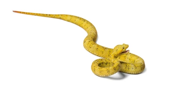 Eyelash viper, pit viper in front of white — Stock Photo, Image