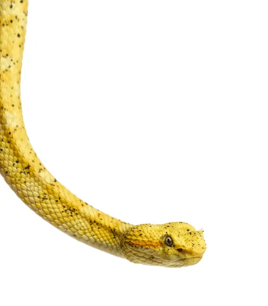 Eyelash viper, pit viper in front of white — Stock Photo, Image