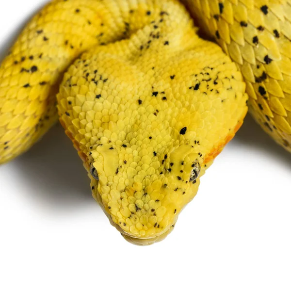 Змея с ресницами, гадюка перед белым — стоковое фото