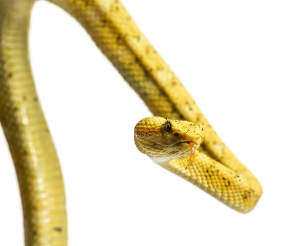 Víbora de cílios, víbora de poço na frente do branco — Fotografia de Stock