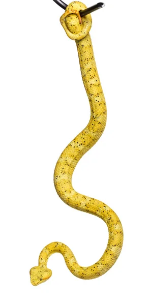睫毛毒蛇,白色前的毒蛇 — 图库照片