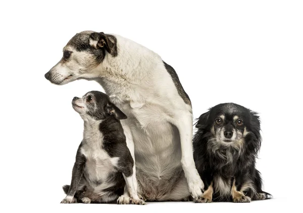 Mixed-breed dogs sitting against white background — Stock Photo, Image