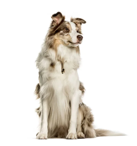 Border collie sitting against white background — Stock Photo, Image