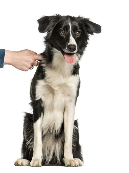 Border Collie zit tegen de witte achtergrond — Stockfoto