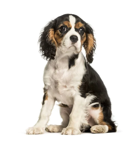 Jonge Cavalier King Charles Dog zittend tegen witte achtergrond — Stockfoto