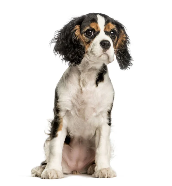 Junger Kavalierkönig Charles Hund sitzt vor weißem Hintergrund — Stockfoto