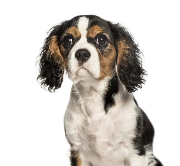 Young Cavalier King Charles dog looking at camera against white — Stock Photo, Image