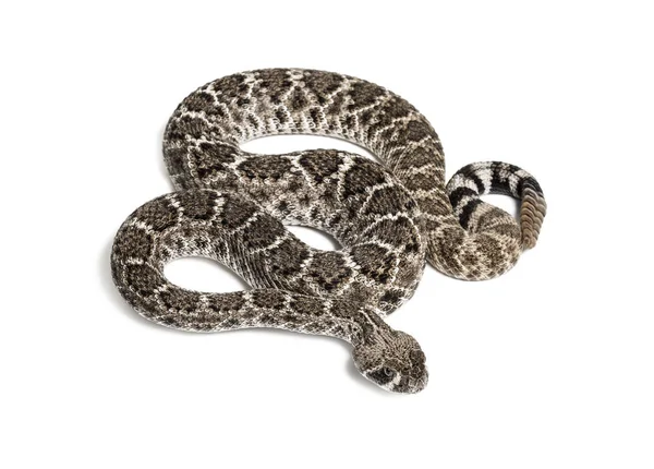 Cascavel de diamondback ocidental ou Texas diamante de volta na frente o Fotografias De Stock Royalty-Free