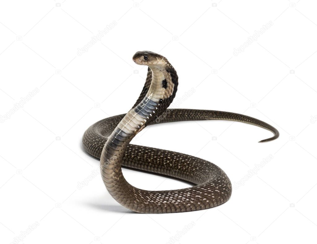 King cobra, Ophiophagus hannah, venomous snake against white